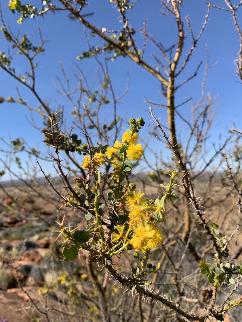 Acacia strongylophylla photo 2