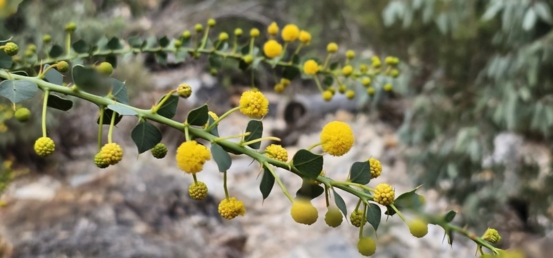 Acacia strongylophylla photo 3