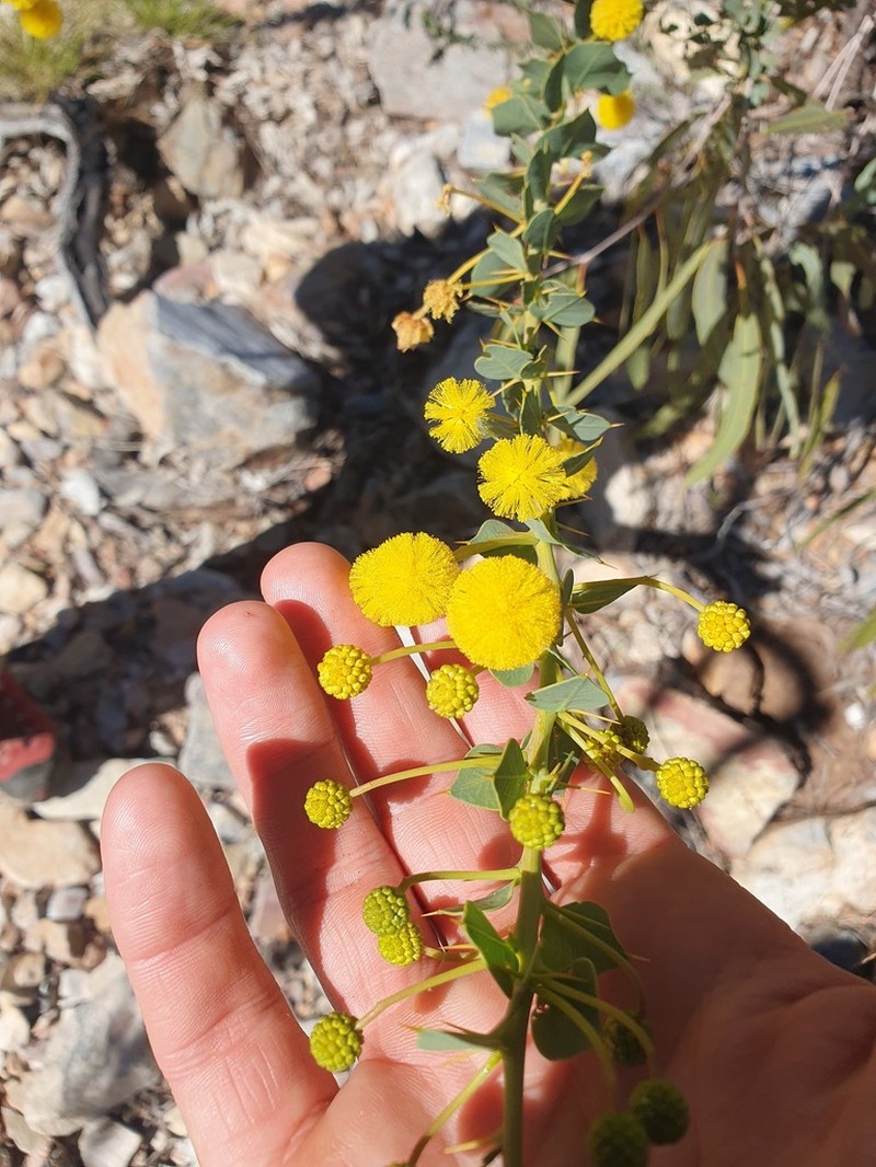 Acacia strongylophylla photo 4