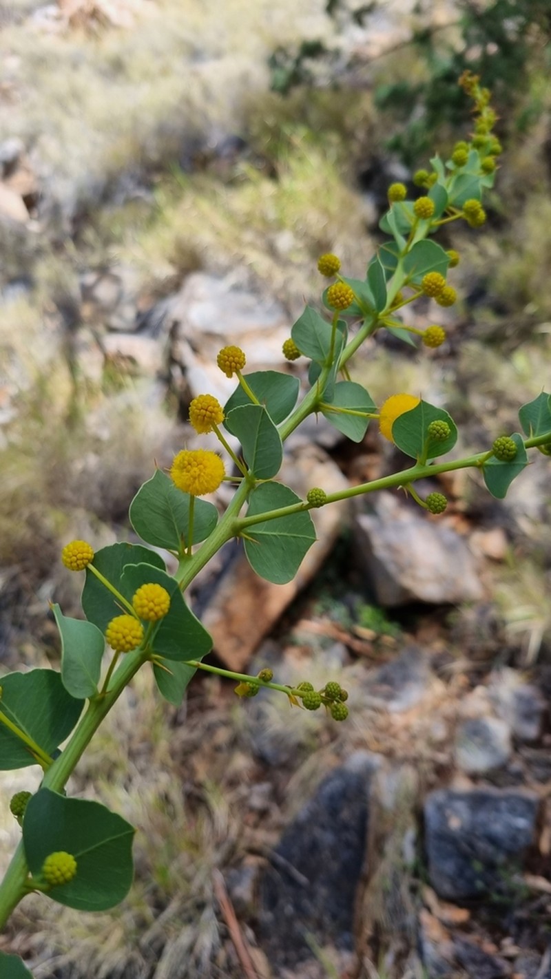Acacia strongylophylla photo 5
