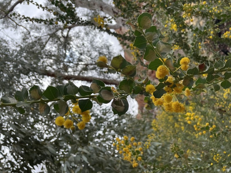 Acacia strongylophylla photo 6