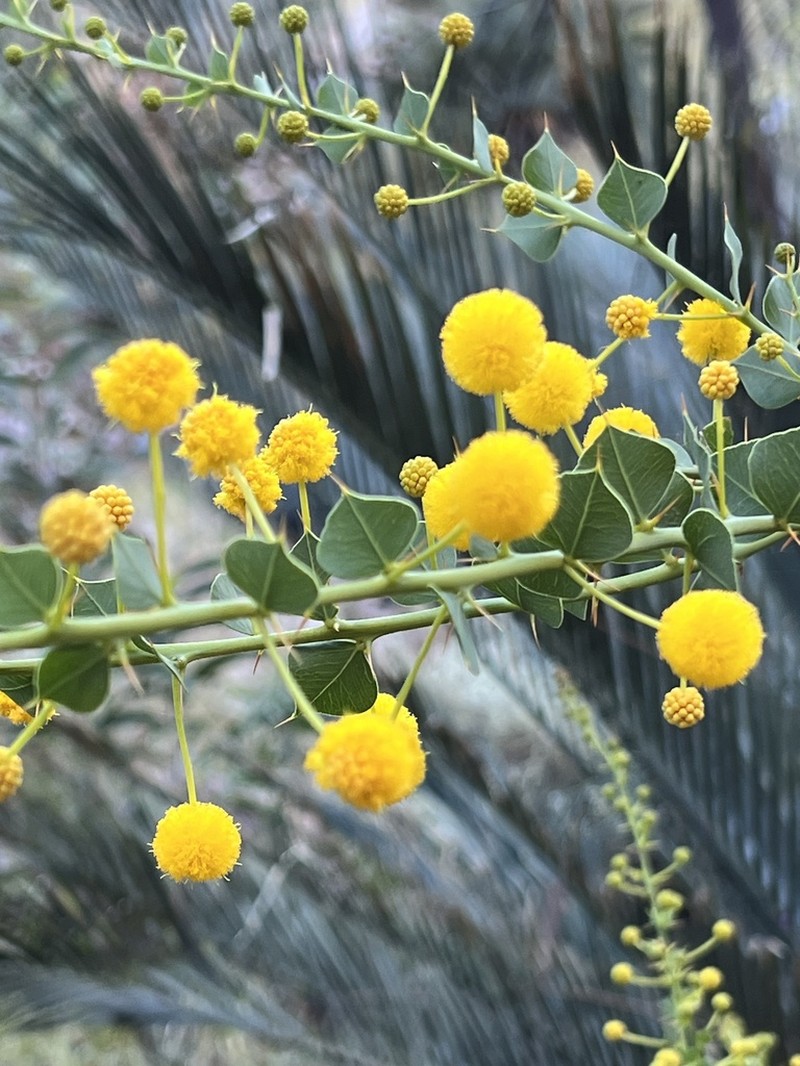 Acacia strongylophylla photo 7