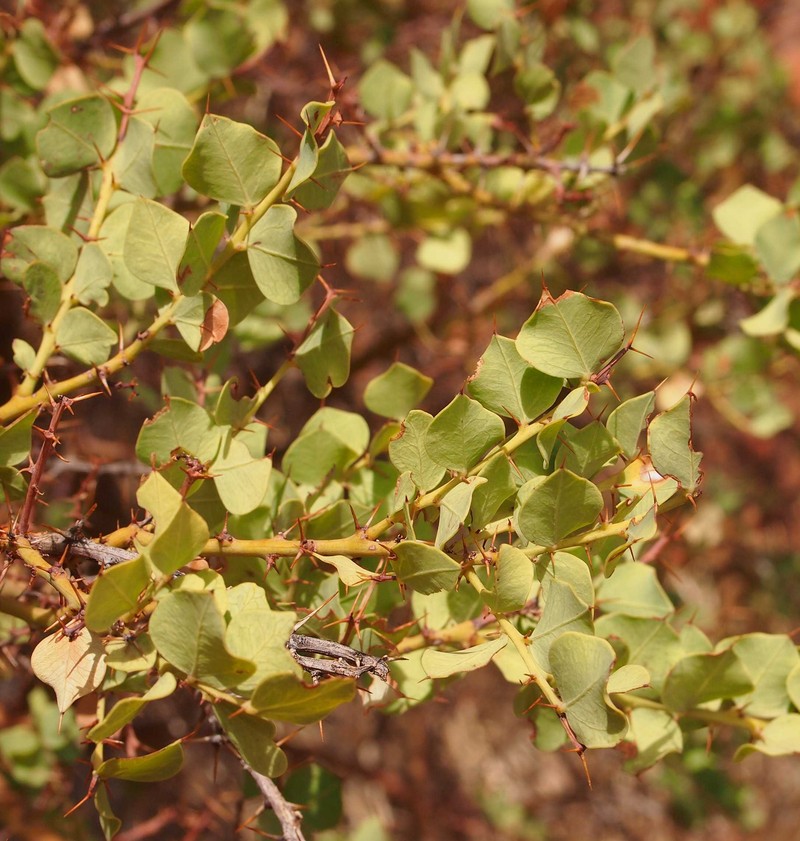 Acacia strongylophylla photo 8