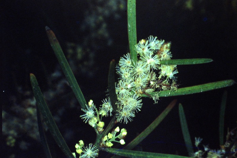 Sweet Acacia photo 5