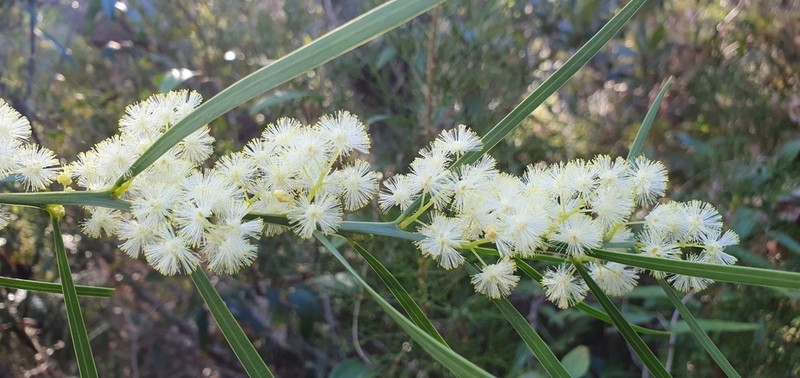 Sweet Acacia photo 6