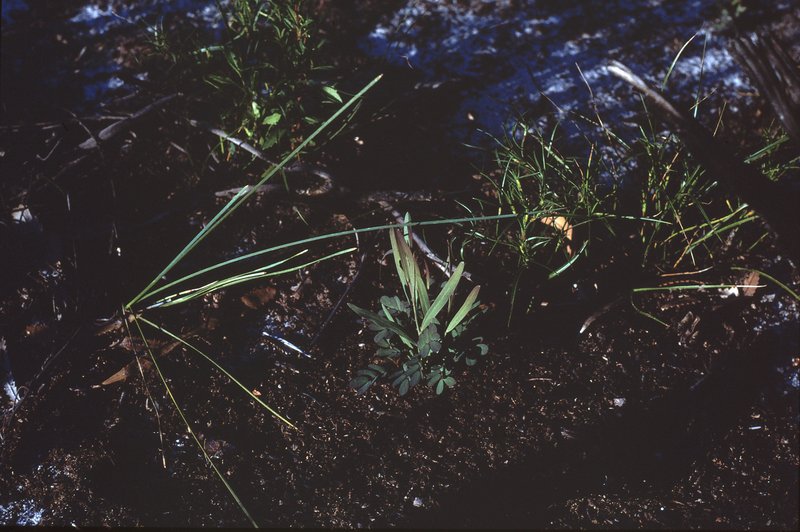 Sweet Acacia photo 2