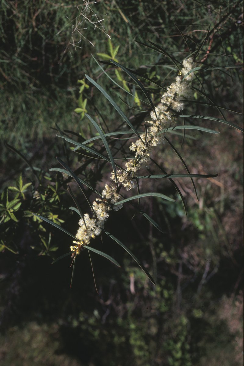 Sweet Acacia photo 3