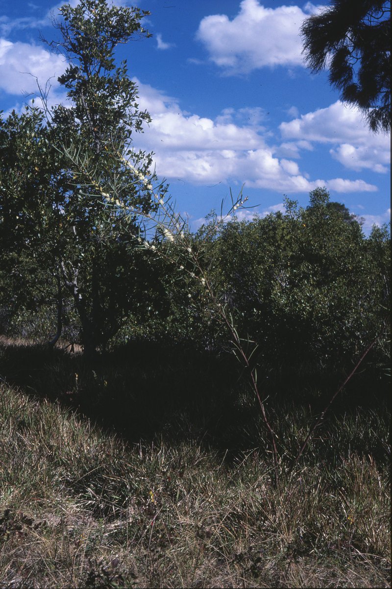 Sweet Acacia photo 4