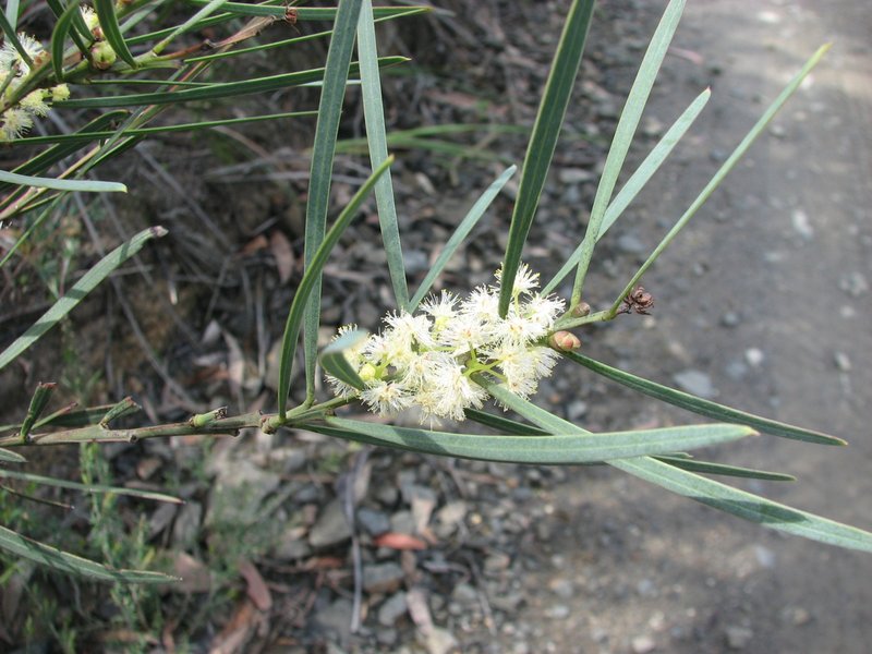 Sweet Acacia