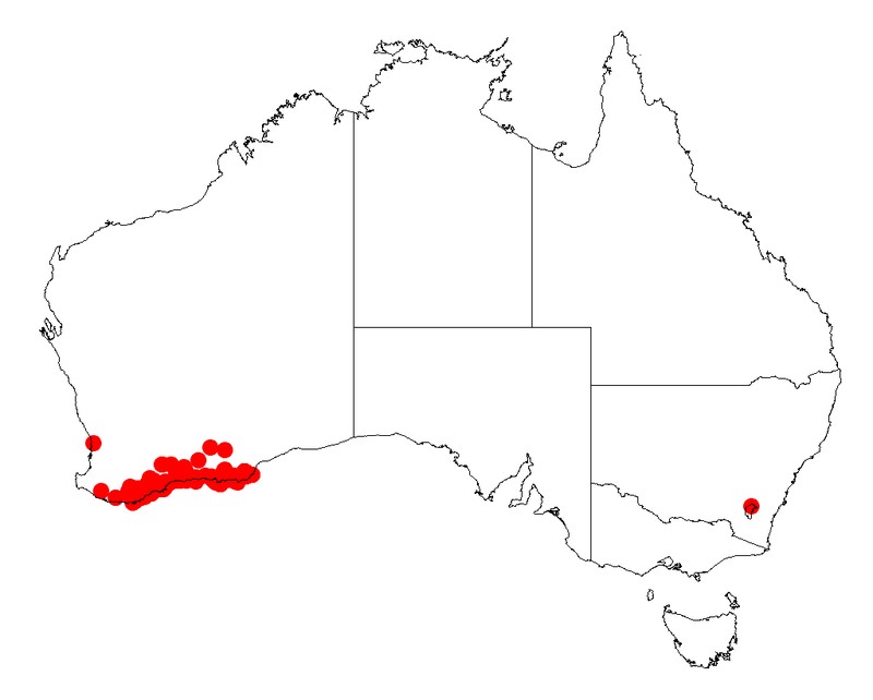 Acacia subcaerulea