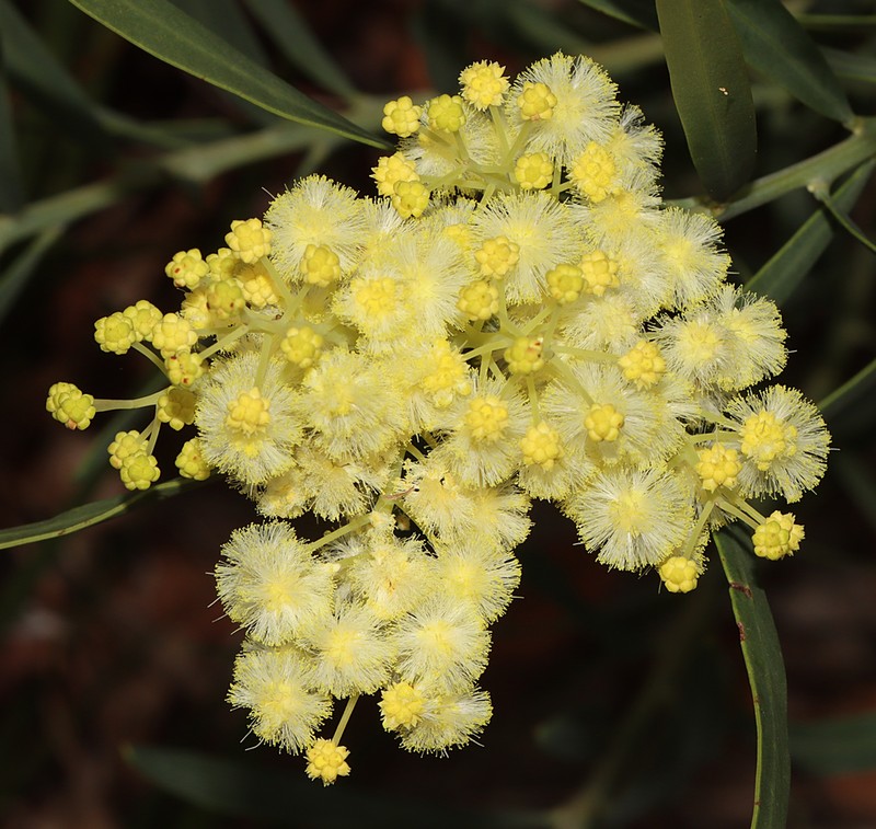 Acacia subcaerulea photo 2