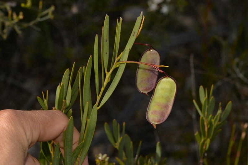 Acacia subcaerulea photo 3