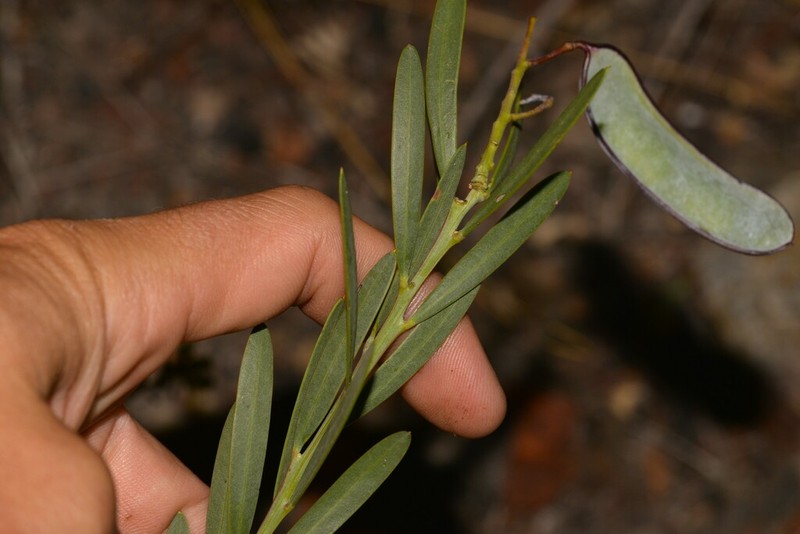 Acacia subcaerulea photo 4