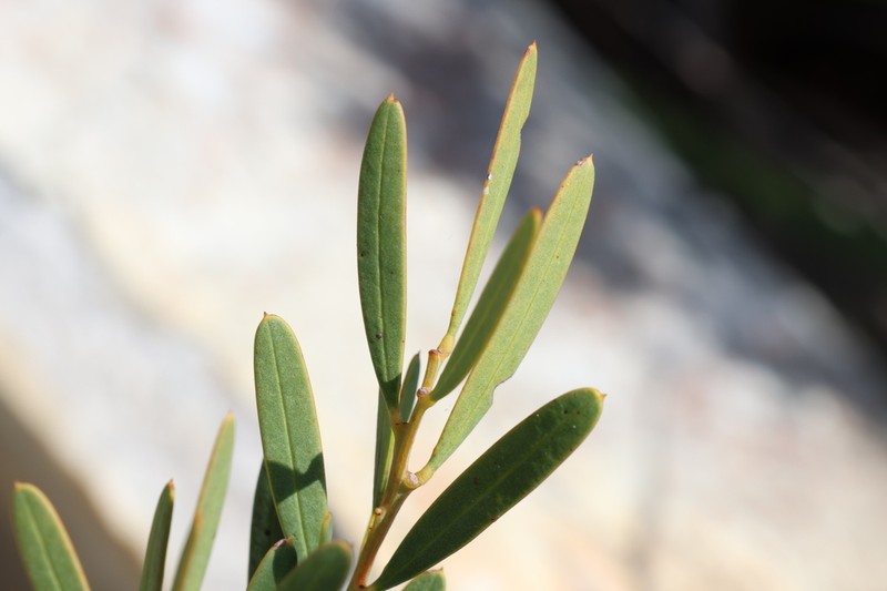 Acacia subcaerulea photo 5