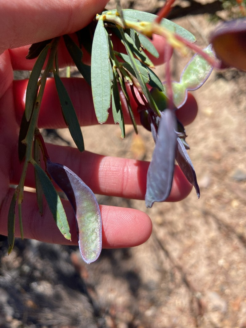Acacia subcaerulea photo 6