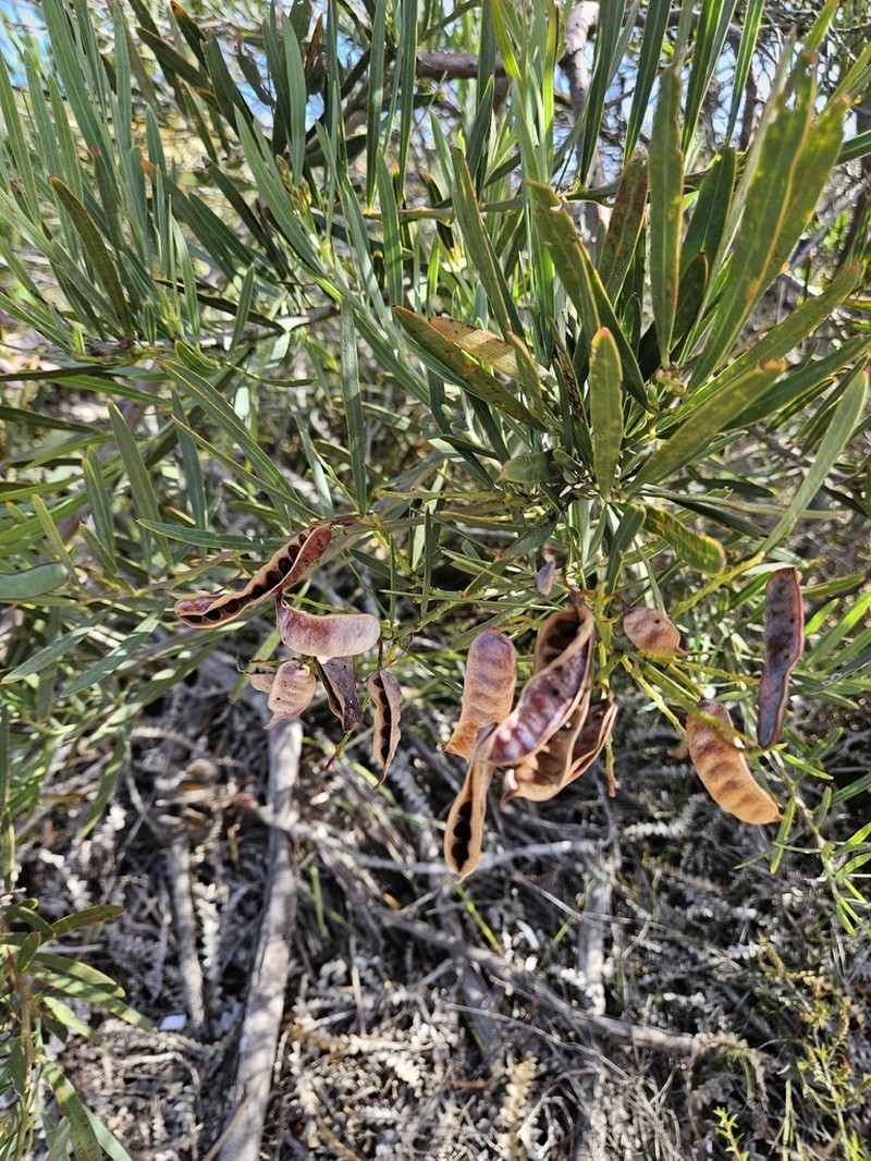 Acacia subcaerulea photo 7
