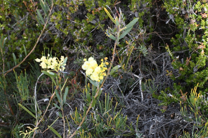 Acacia subcaerulea photo 8