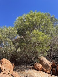 Acacia subcontorta