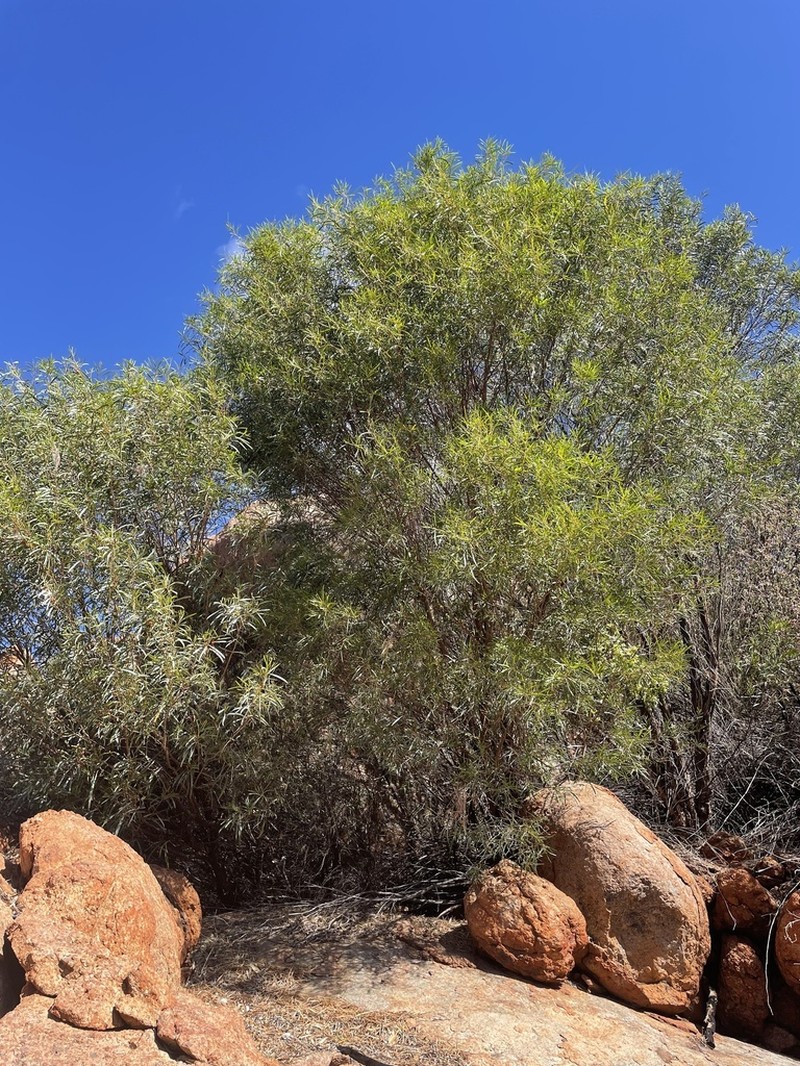 Acacia subcontorta