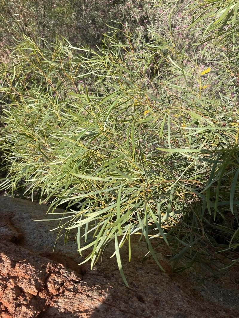 Acacia subcontorta photo 4