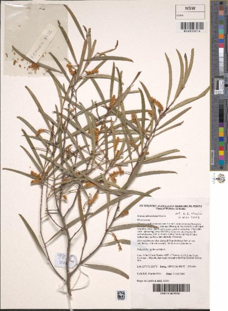 Acacia subcontorta photo 5