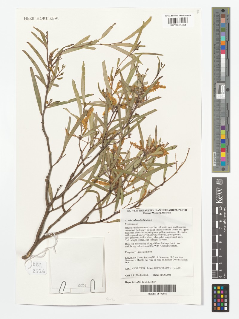 Acacia subcontorta photo 6