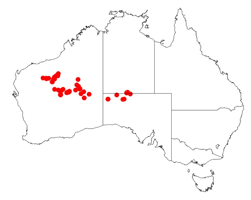 Acacia subcontorta