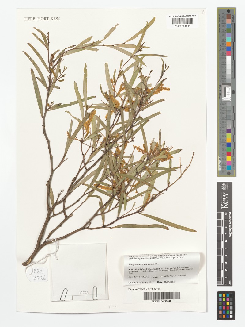 Acacia subcontorta photo 2