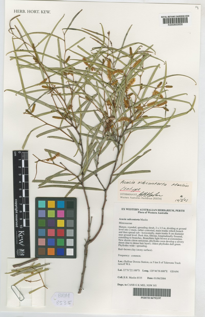 Acacia subcontorta photo 3