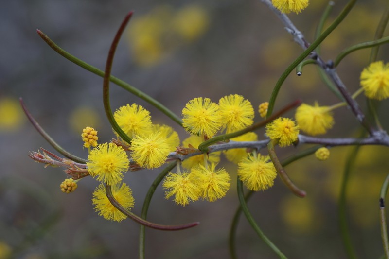 Acacia subflexuosa photo 4