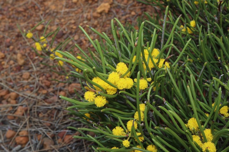 Acacia subflexuosa photo 5