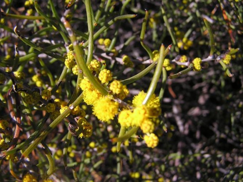 Acacia subflexuosa photo 7