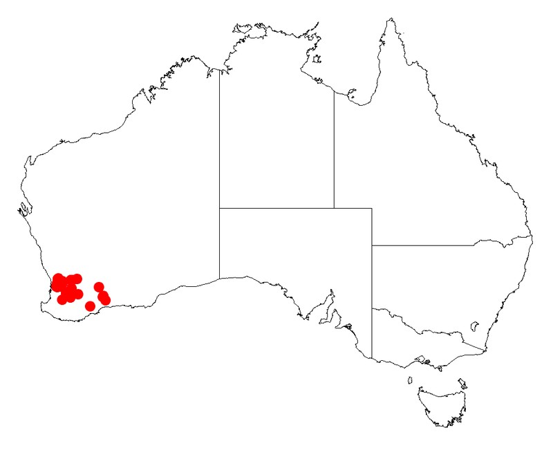 Acacia subflexuosa