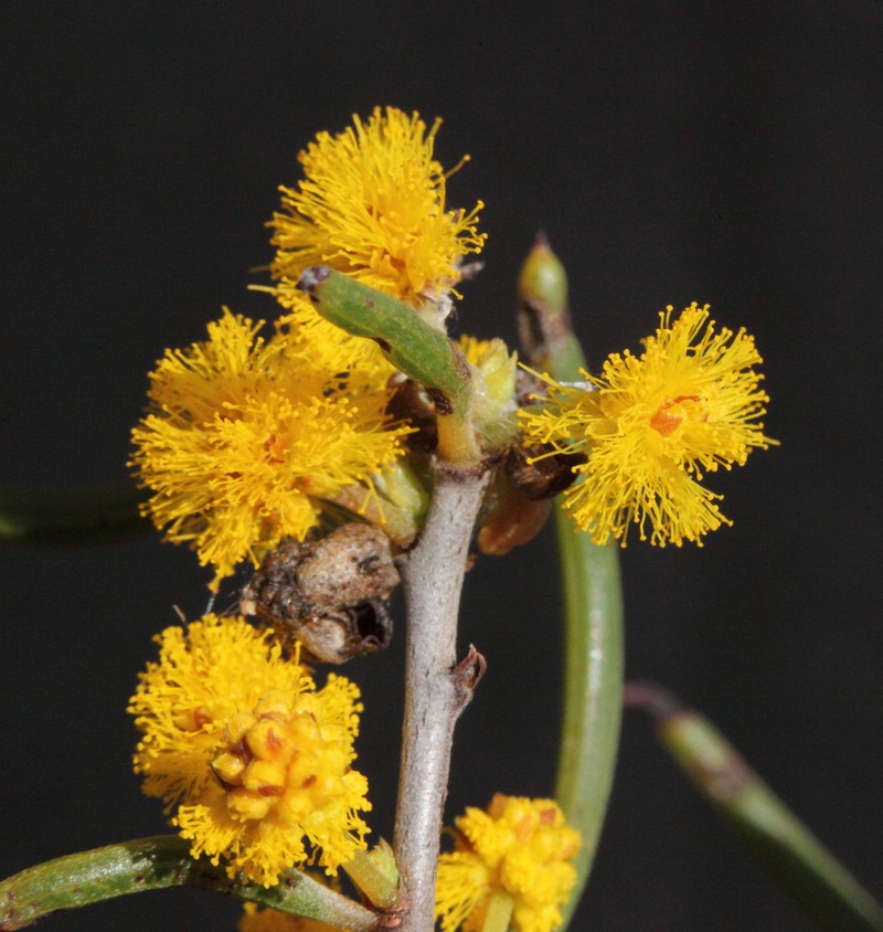 Acacia subflexuosa photo 2