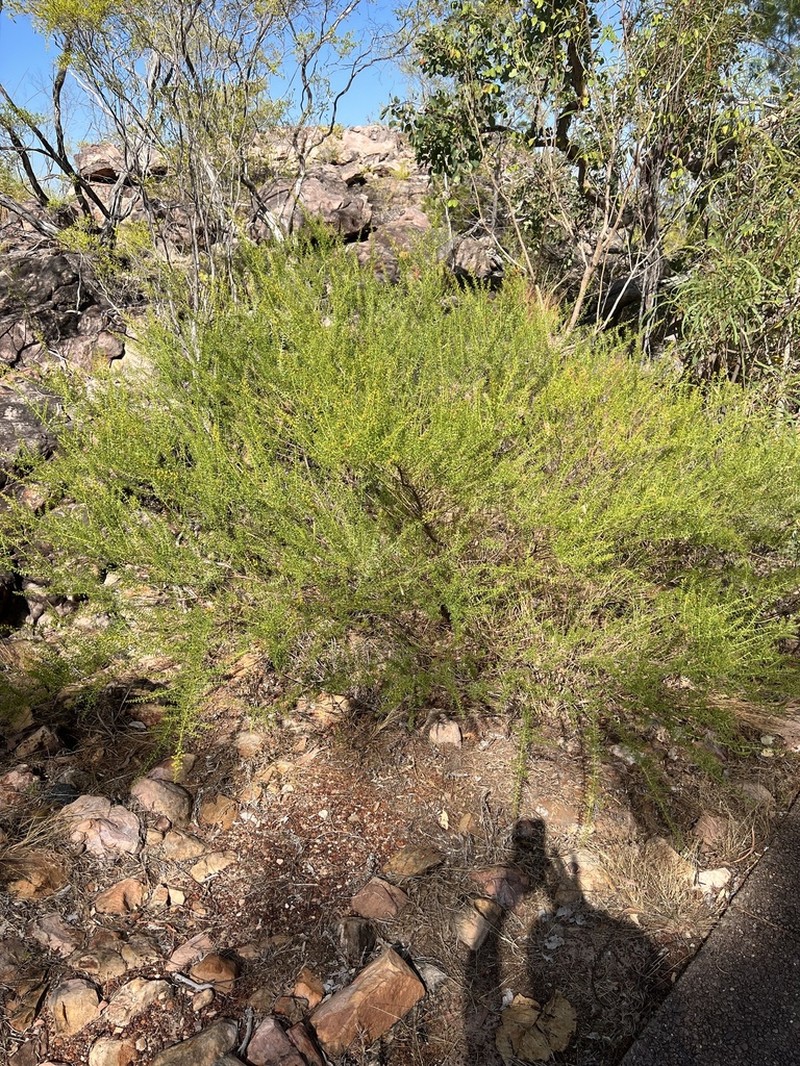 Acacia sublanata photo 2