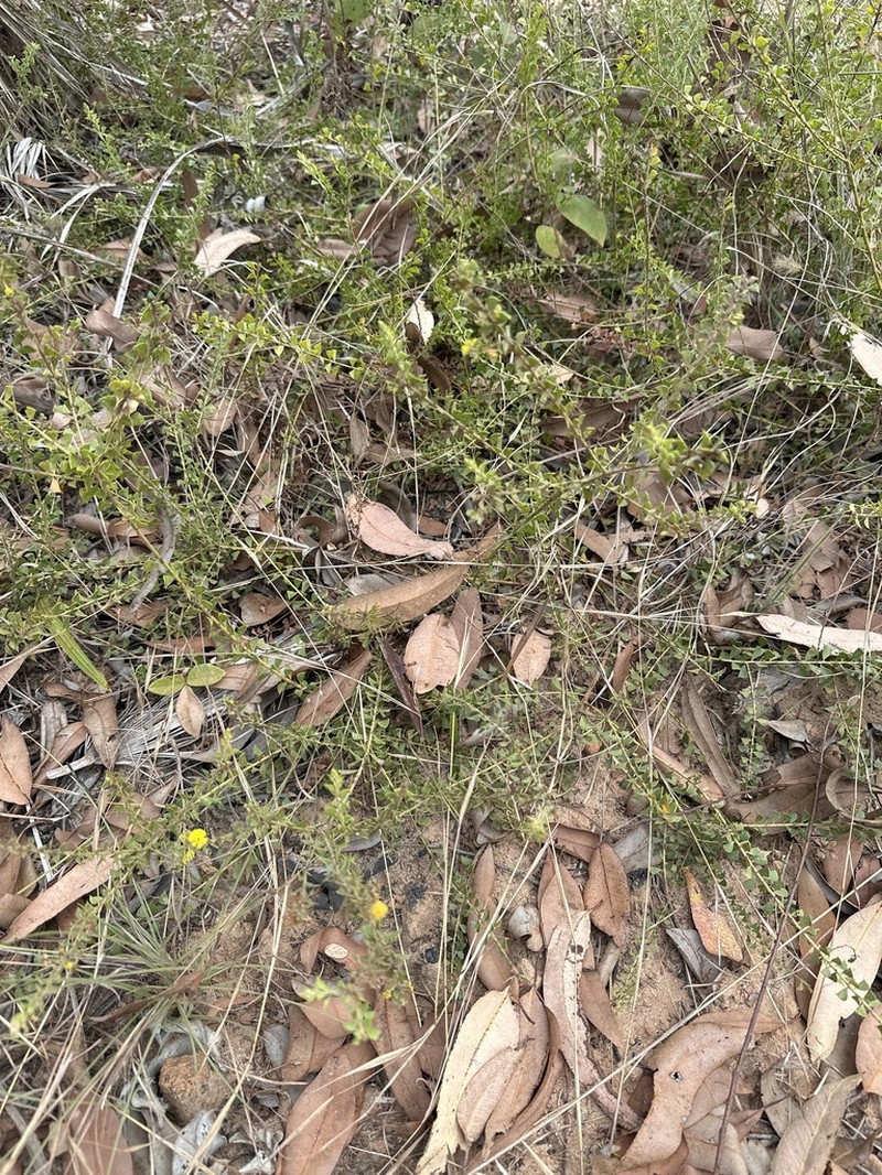 Acacia sublanata photo 3