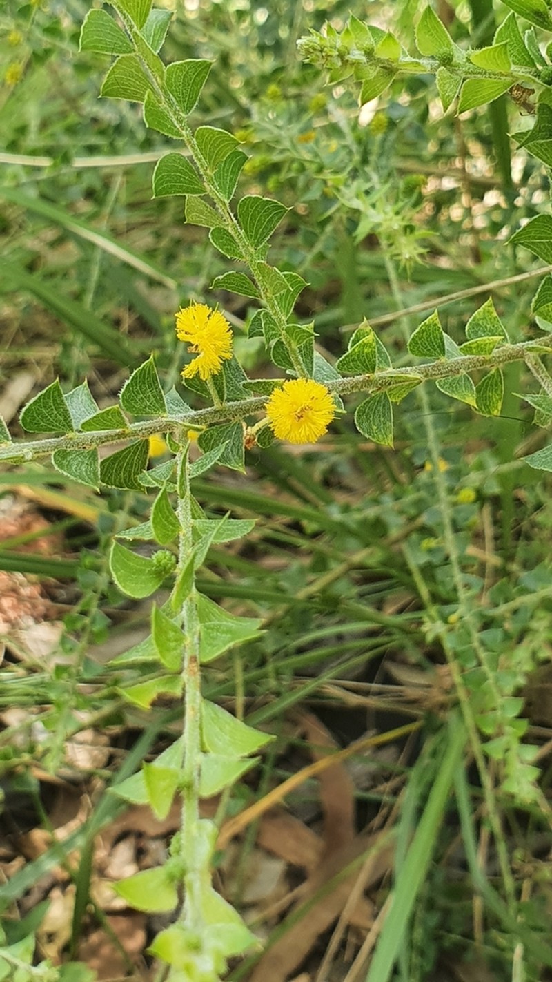 Acacia sublanata photo 4