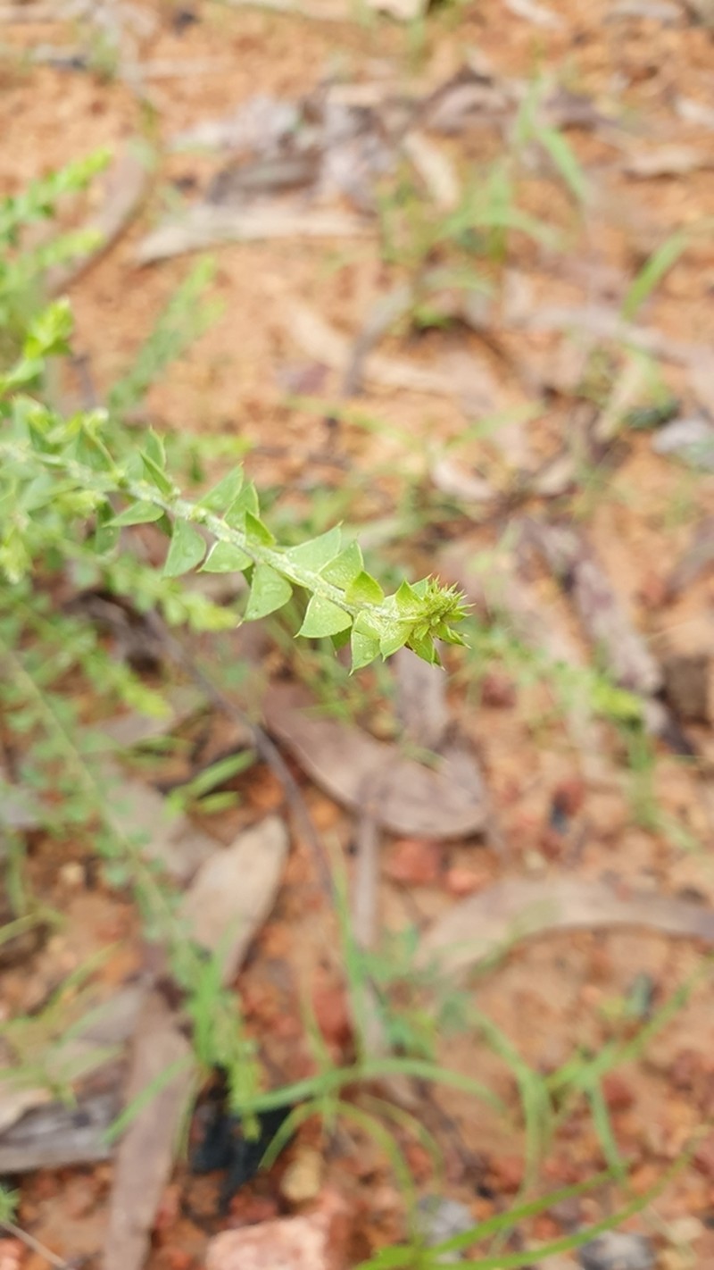 Acacia sublanata photo 5
