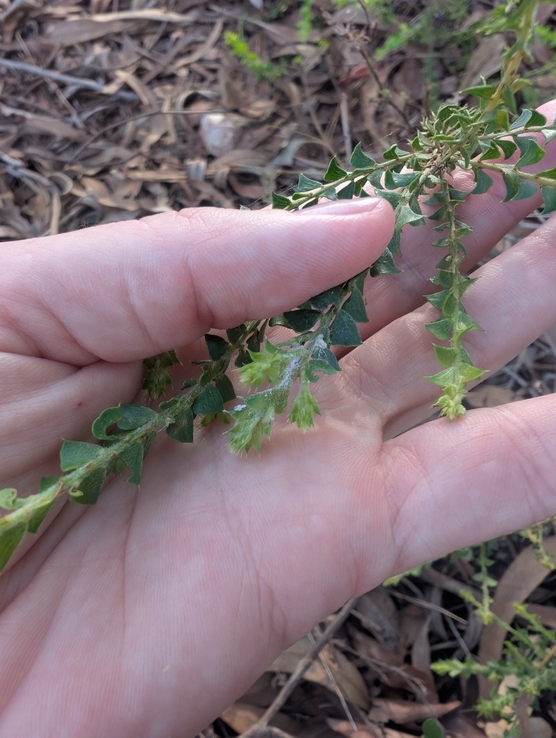 Acacia sublanata photo 6