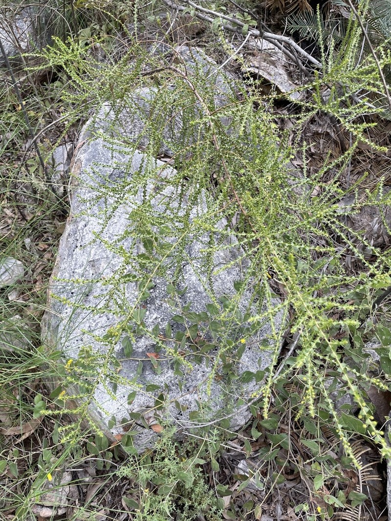Acacia sublanata photo 7