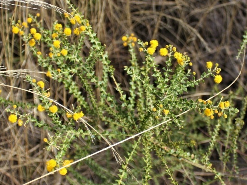 Acacia sublanata photo 8