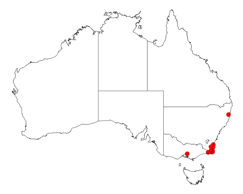 Acacia subporosa