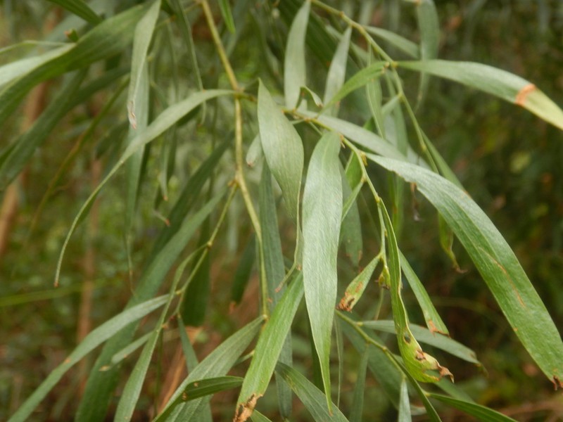 Acacia subporosa photo 2
