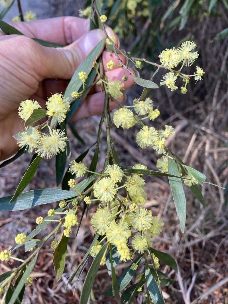 Acacia subporosa photo 3