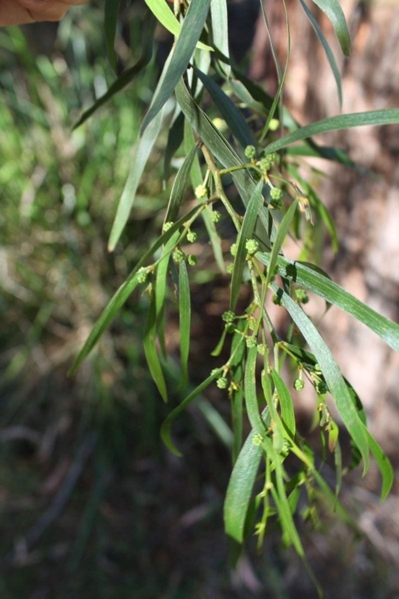 Acacia subporosa photo 4