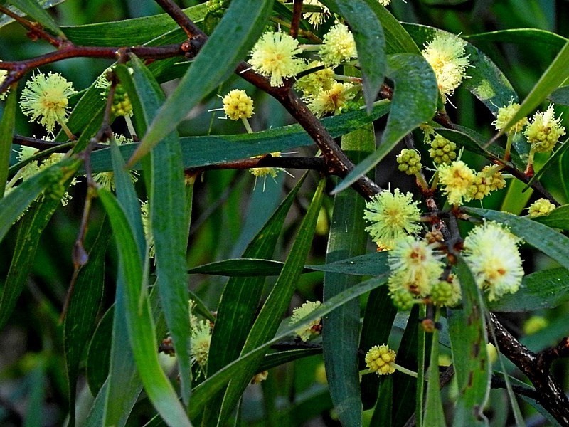 Acacia subporosa photo 5