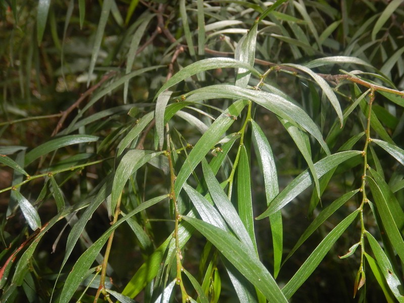 Acacia subporosa photo 6