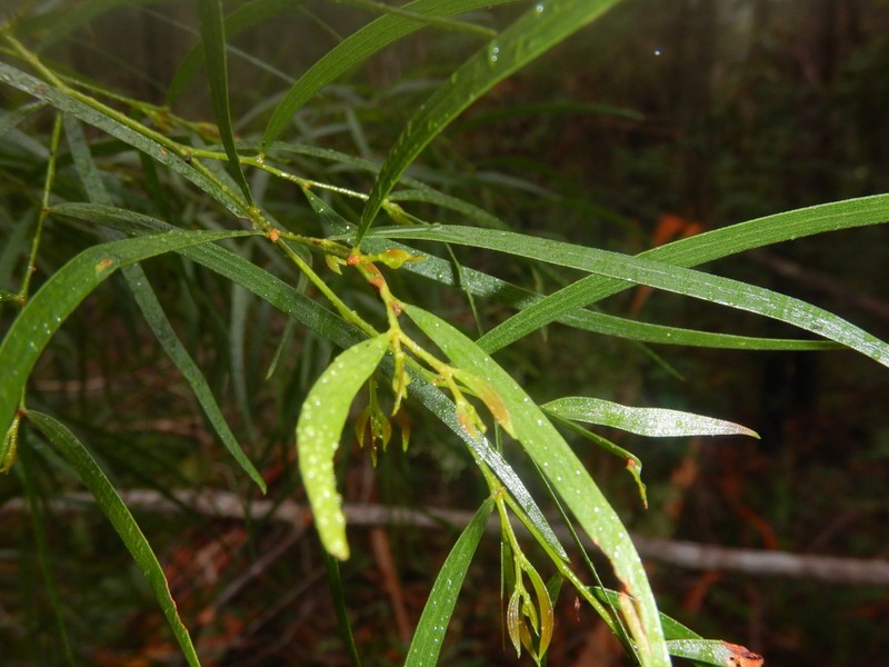 Acacia subporosa photo 7