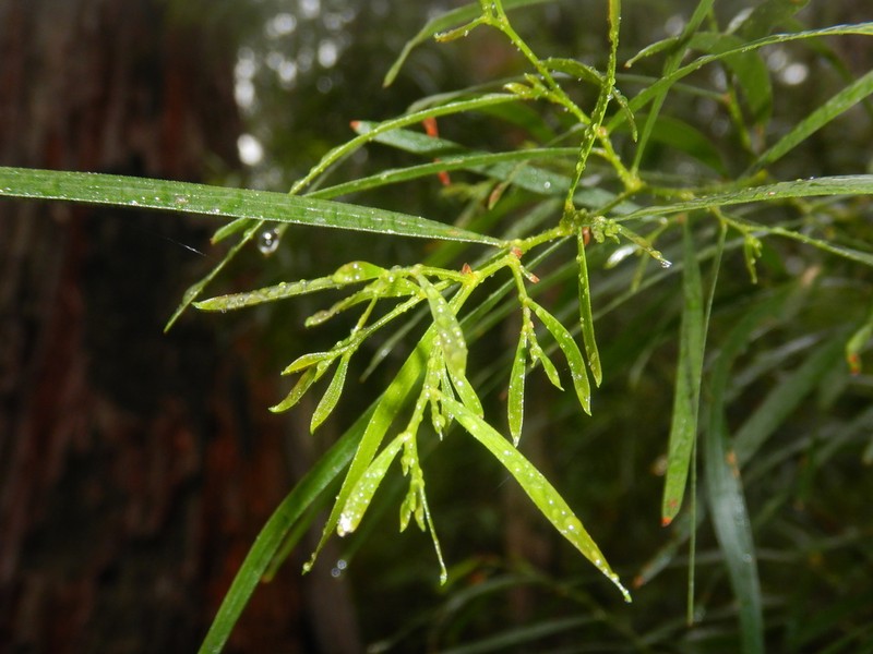 Acacia subporosa photo 8