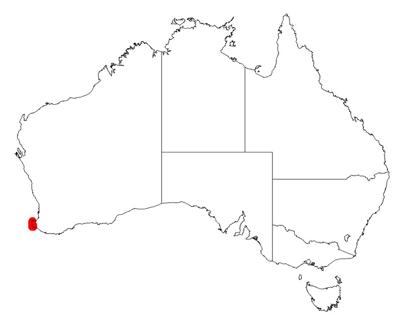 Acacia subracemosa